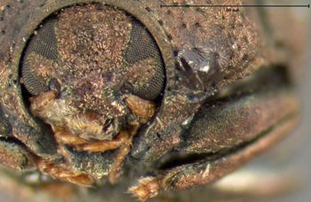 Media type: image; Entomology 9337   Aspect: head frontal view